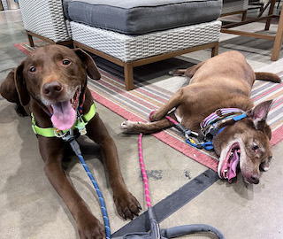 Two senior rescue dogs happy training in store in public