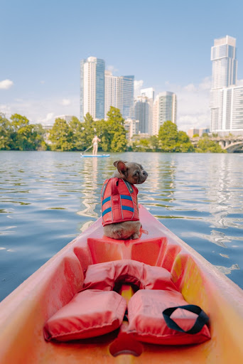 Austin dog kayaking with life jacket