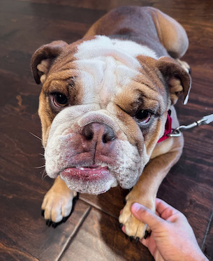 Bulldog close up getting paw touched by person