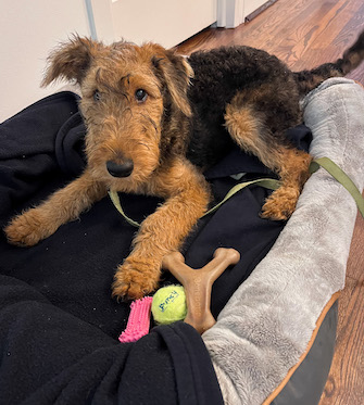 Airdale puppy with her toys on a bed