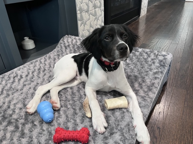 Puppy playing with appropriate toys