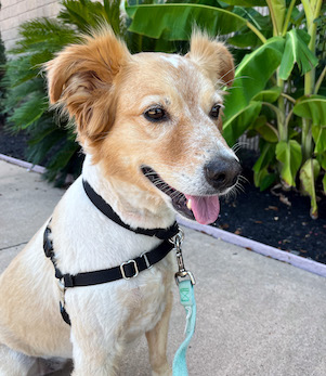 Senior orange dog cute smiling happy