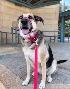 Cute senior german shepherd dog happy