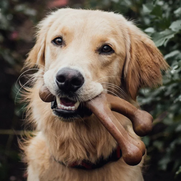 Chew bones for dogs. Aggressive chewer toys.