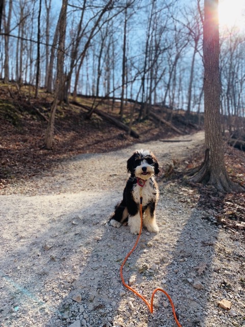 Hiking with a dog at Castlewood State Park