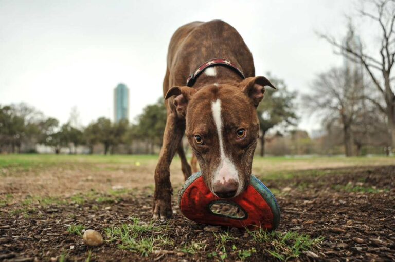 Dog at park in Austin