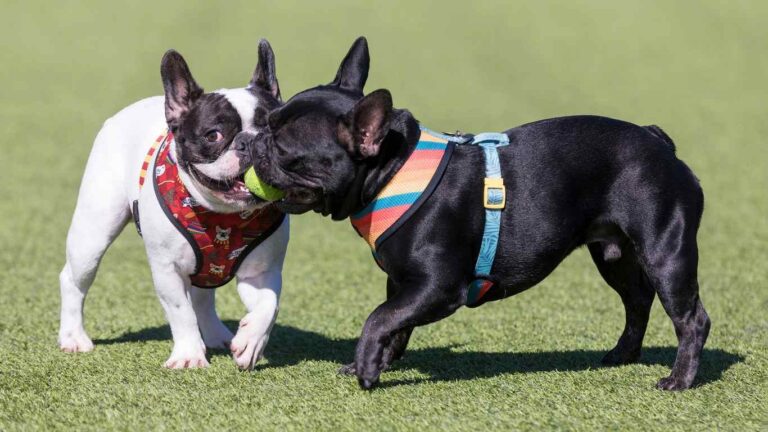 French bulldogs at dog park