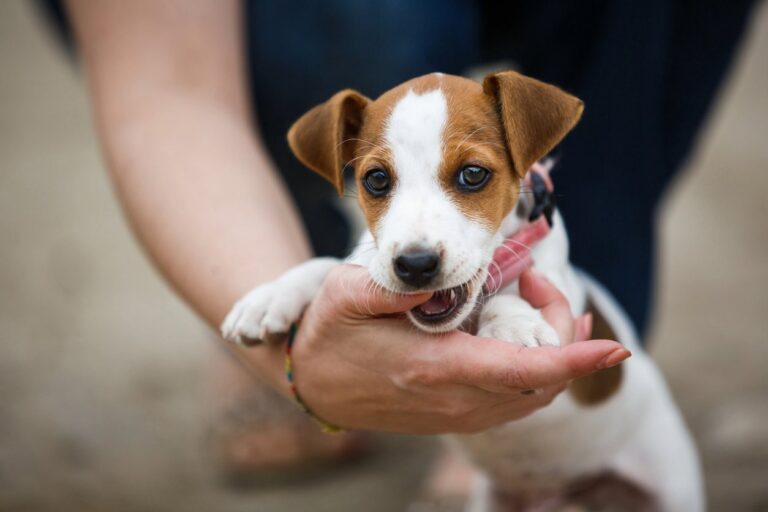 Puppy biting