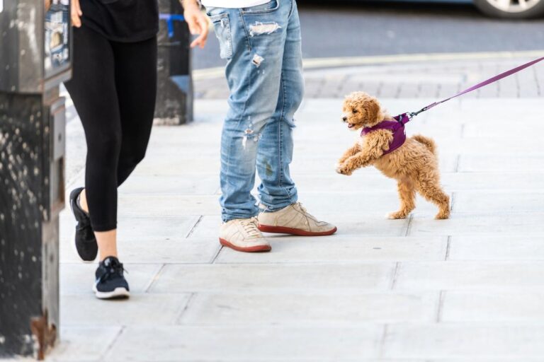 Puppy jumping