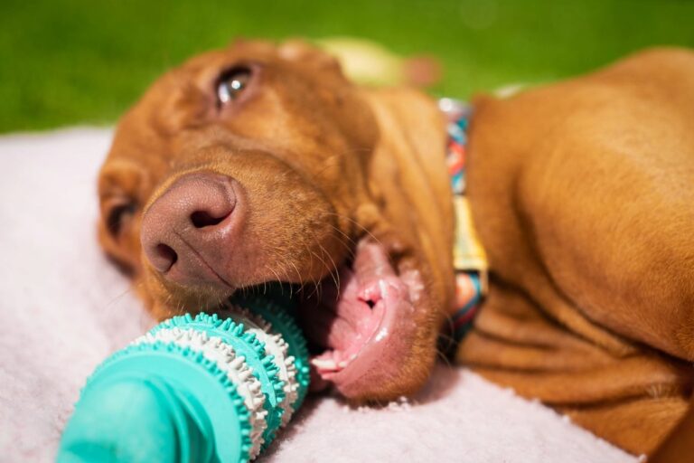 Puppy chewing on toy