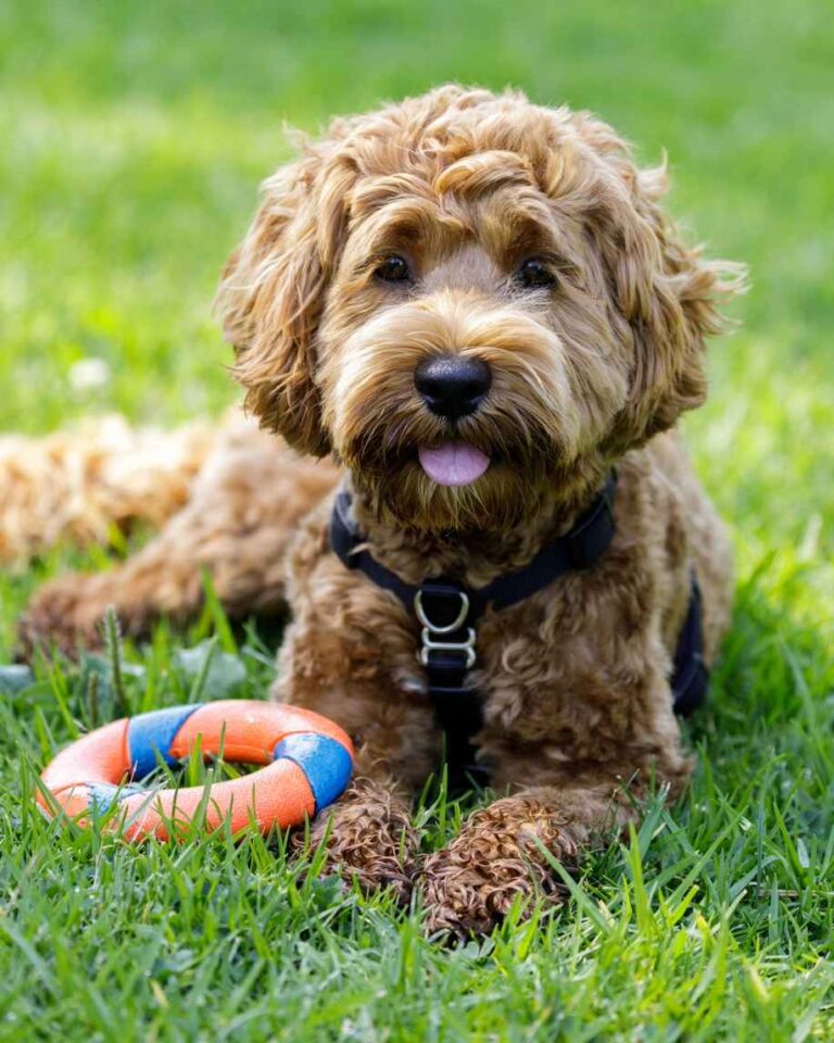 Dog at park