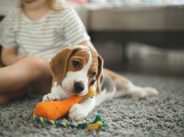 Puppy with child