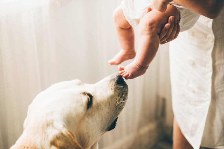 Preparing your dog for your baby