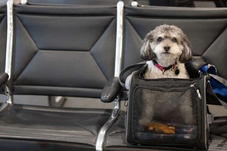 Dog in a pet carrier