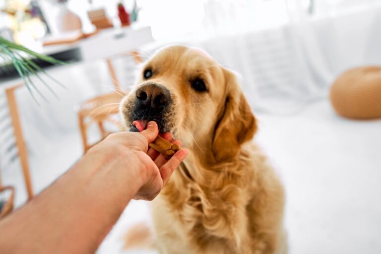 Rewards for Positive Training