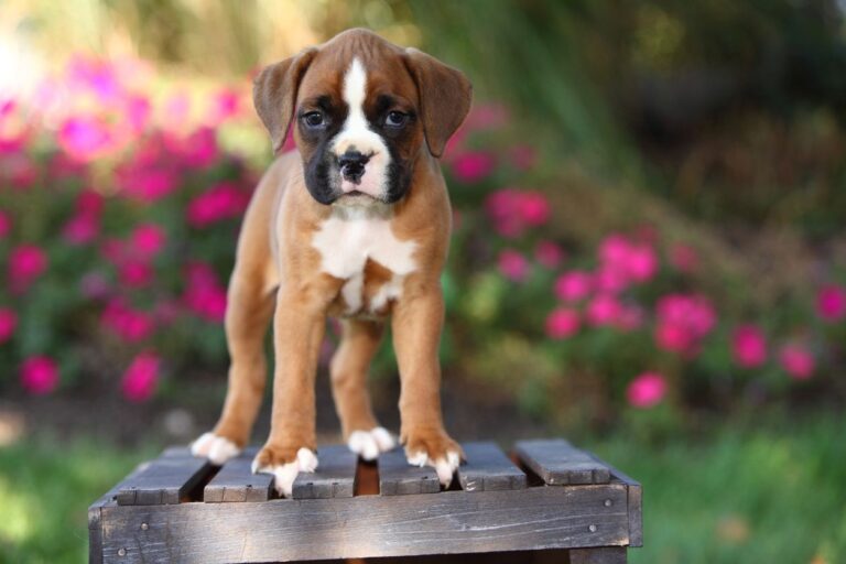 Boxer puppy. Touch Sensitivity Signs in Puppies