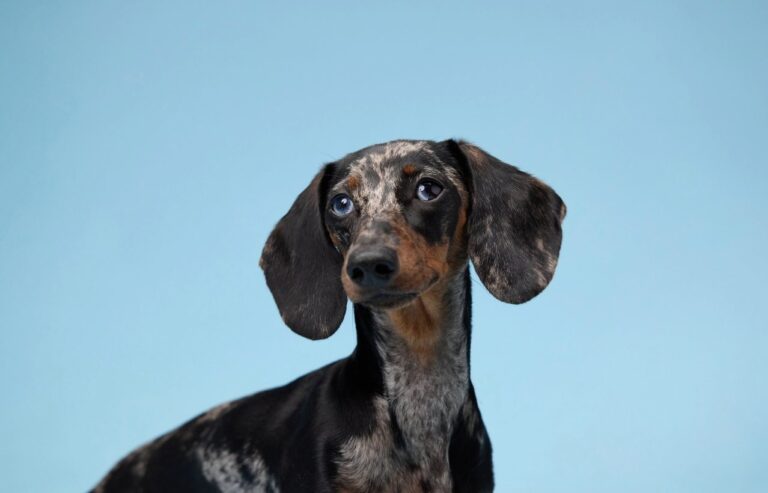 Puppy - How to Read a Dog’s Body Language