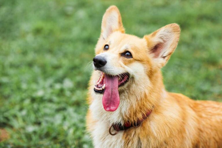 Happy dog. Dog Training credentials and what is right for you