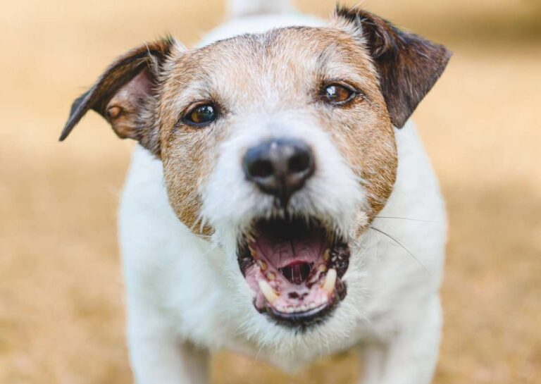 Reactive dog. How to treat reactivity