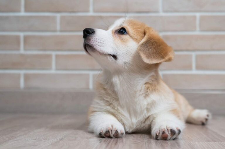 Puppy laying down. Teaching Your Puppy "Down"