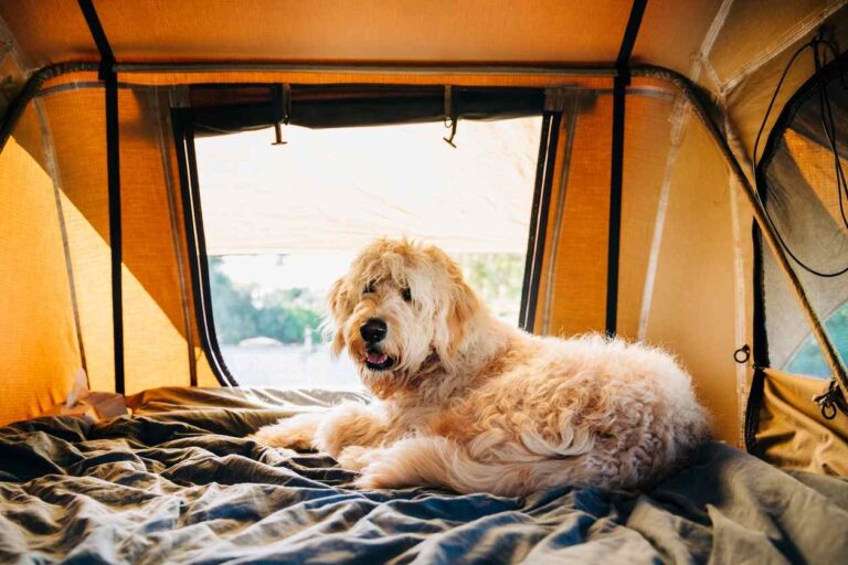 Camping dog. Essentials for Camping with your Dog