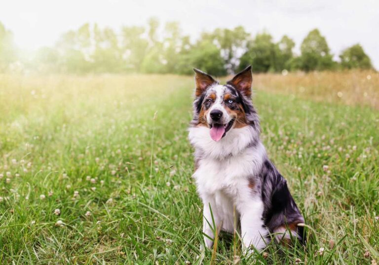 Dog sitting. How Much Time Should I Spend Training