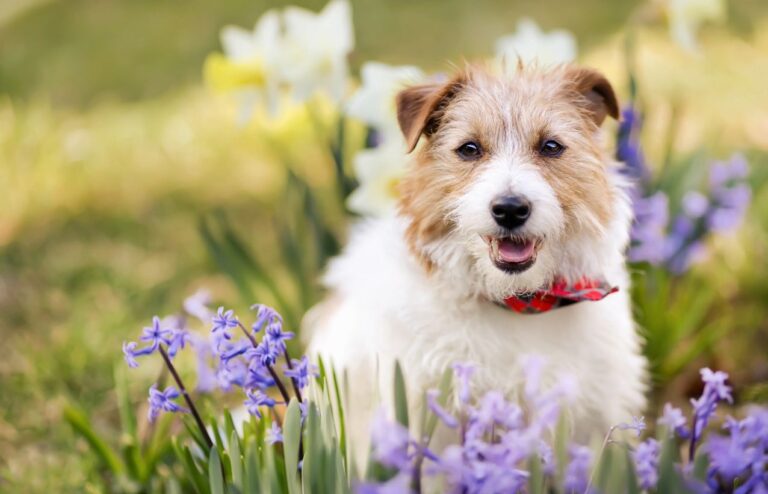 Dog in field. Spring essentials