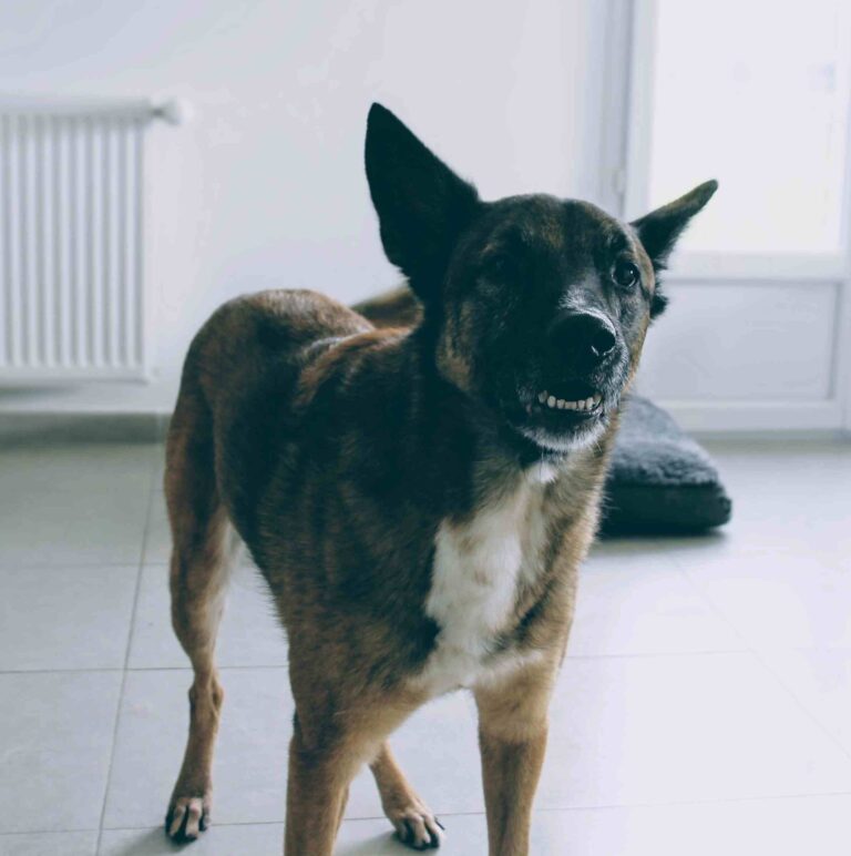 Reactivity. Reactive Dog