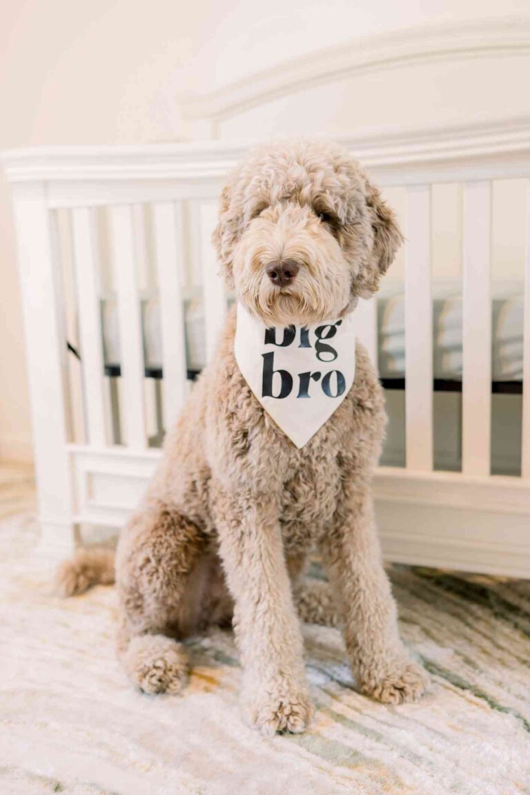 Dog in baby room. Preparing your dog for the baby's arrival