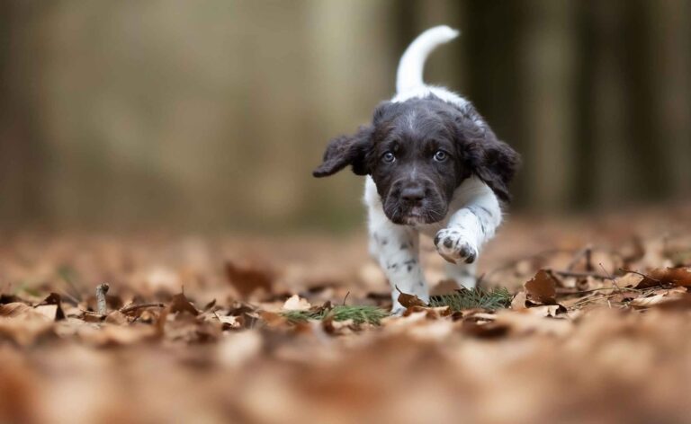 Puppy running. How to create a puppy schedule