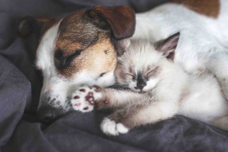 Cat and Puppy. Introducing your New Puppy to their Feline Overlord