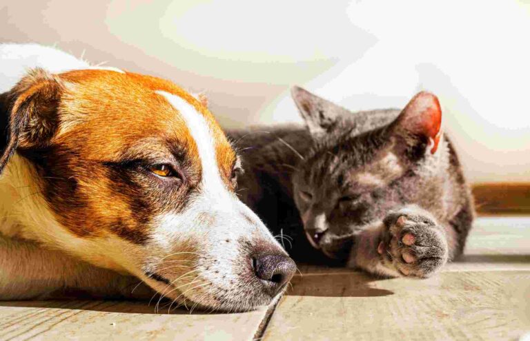 Cat and dog together. Help your cat and dog build a positive relationship.