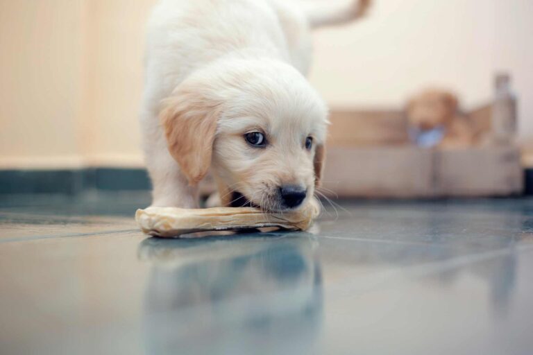 Puppy with treat. How and What to Feed your New Puppy