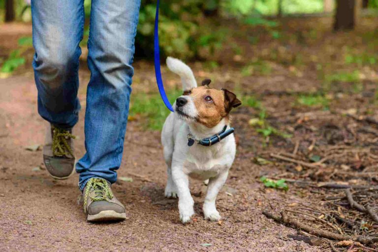 Kansas City's Dog-Friendly Hiking Trails