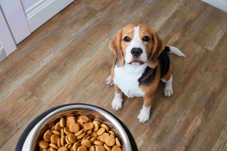 Puppy looking at food. Managing when your puppy gets food