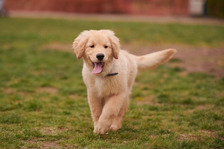 Golden Retriever Puppy. How to Properly Socialize your Puppy