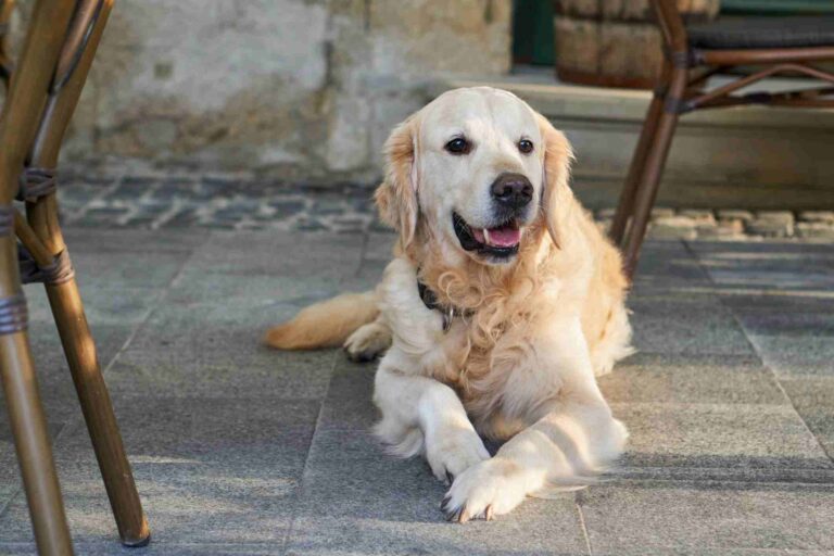 Dog sitting. Dog-Friendly Breweries in Kansas City