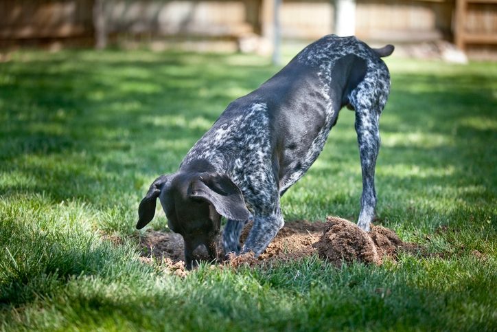 Dog digging. Why Do Dogs Dig and How to Manage This Behavior