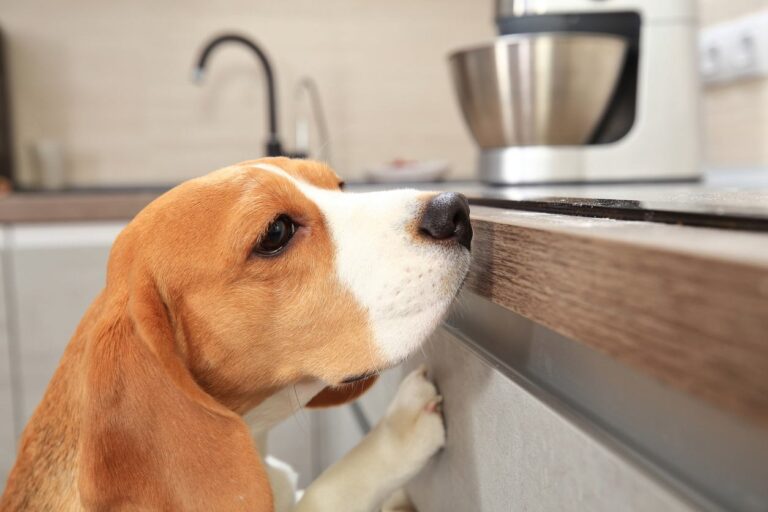 Counter surfing dog