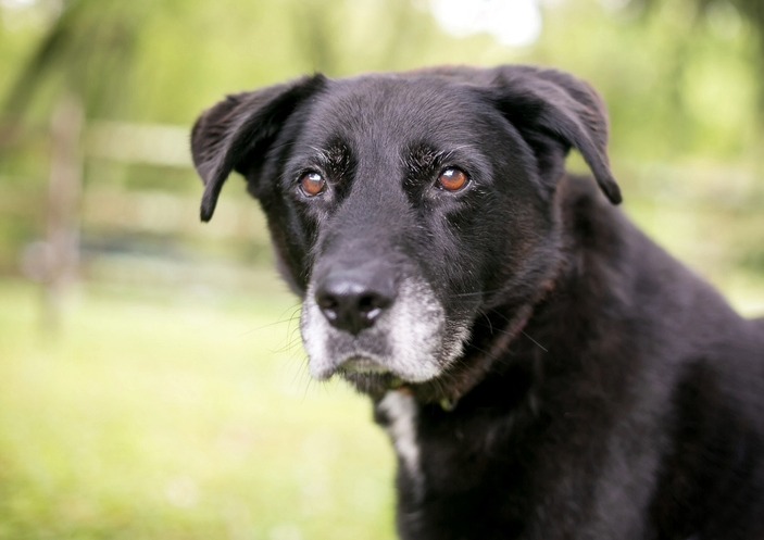 Senior dog. Training a Senior Dog