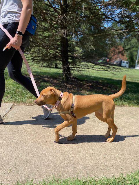 Puppy leash walking