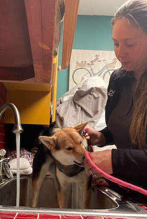 Trainer bathing shiba inu puppy in the sink