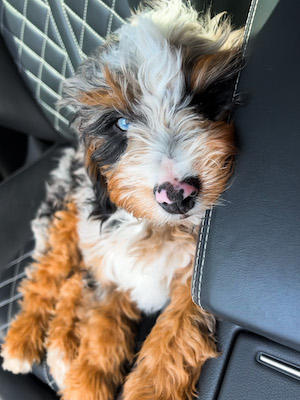 Adorable bernedoodle in the car blue eyes