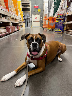 Boxer in dog-friendly store Dallas down stay dog training