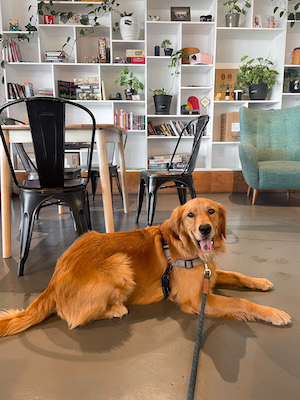 Golden retriever down stay at indoor dog friendly cafe