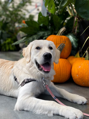 Golden retriever in down stay by pumpkins at a store