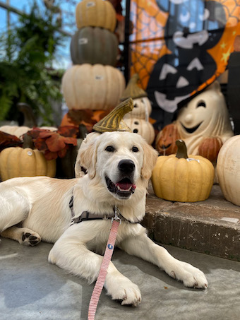 Golden retriever next to fall pumpkins in down stay indoors