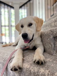 Golden retriever puppy on stairs cute