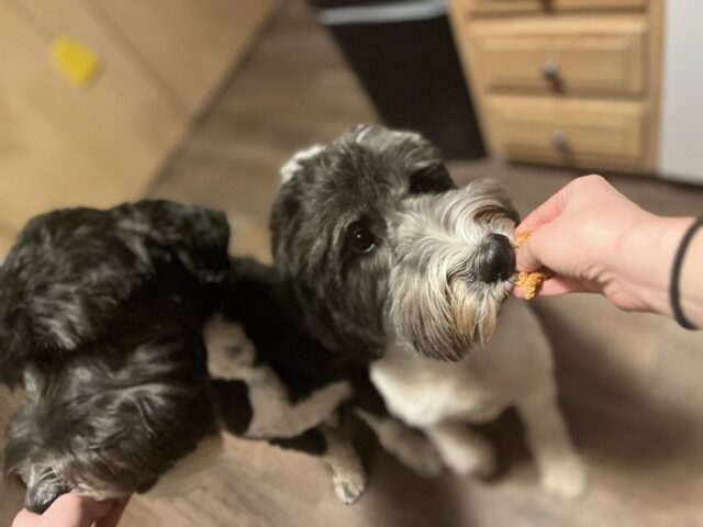 Doodles enjoying dog friendly turkey meatballs