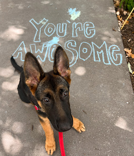 Adorable german shepherd puppy by you're awesome sign outside on walk